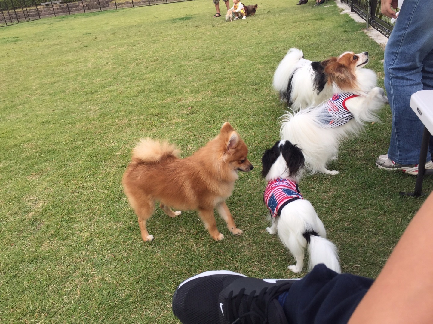 哀悼 俊介くん つな夫のブログ